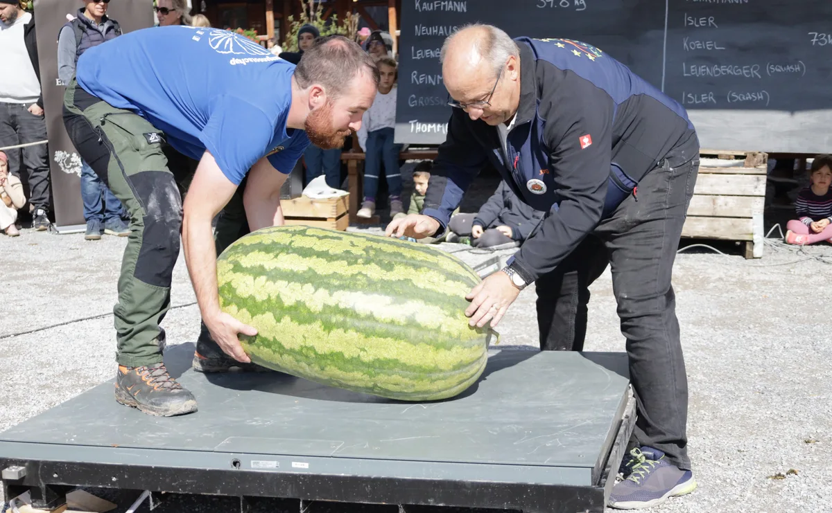 Man sieht zwei Personen, die eine schwere Wasermelone auf eine Waage stellen.